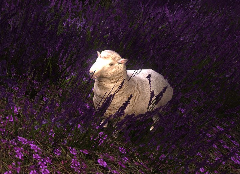 puffy sheep.jpg